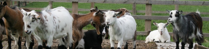 Pygmy goats by the fence at New Woods Farm